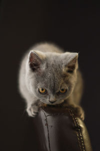 Close-up portrait of bird against black background
