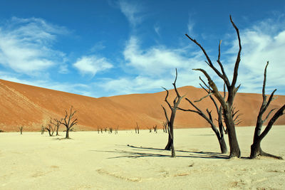 Dead trees in desert at deaddvlei