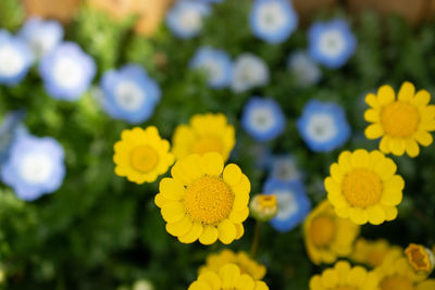 Close-up of yellow flowering plant in park