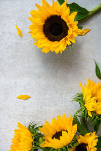 High angle view of sunflowers against yellow wall