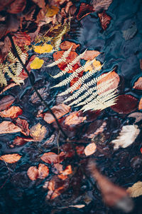 High angle view of maple leaves in lake