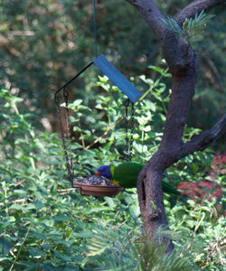 Close-up of bird perching on tree
