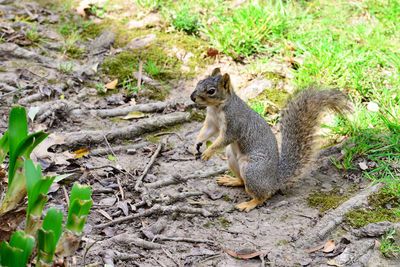 High angle view of squirrel on field