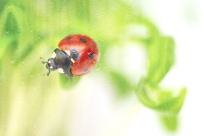 Close-up of ladybug on leaf