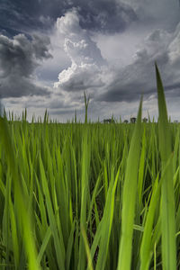 Plants growing on field against sky