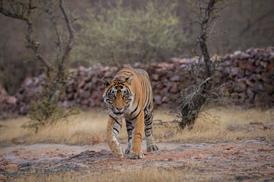 View of a cat on field