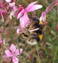 Close-up of insect on pink flower