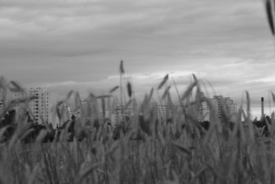 Plants on field against cloudy sky