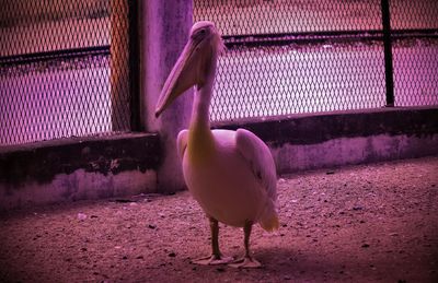 View of a bird against wall