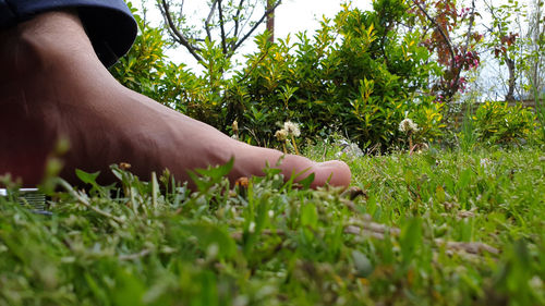 Cropped image of person on field by tree