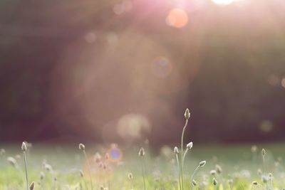 Defocused image of grass on field