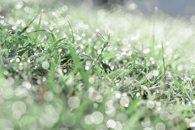 Close-up of wet plants