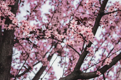 Close-up of pink cherry blossom