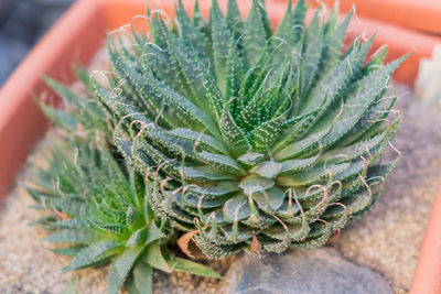 Succulent plant or cactus in pot, exotic plant close up