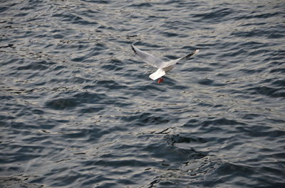 Seagull flying over sea