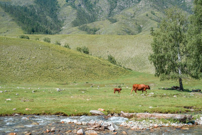 Horses grazing in a field