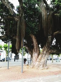 View of trees in park