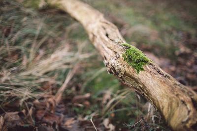 Close-up of driftwood on tree trunk in field