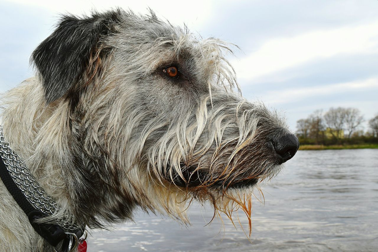 one animal, animal themes, domestic animals, mammal, animal head, dog, close-up, animal body part, sky, animal hair, water, portrait, focus on foreground, pets, looking away, horse, day, livestock, outdoors, nature