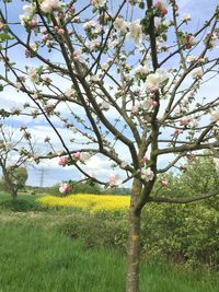 Pink flowers blooming in park