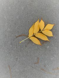 High angle view of yellow maple leaf on street