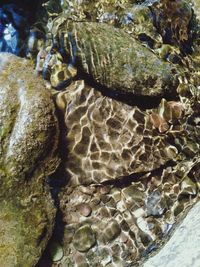 Close-up of lizard in sea