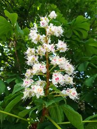 Close-up of white flowering plants