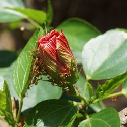 Close-up of insect on plant