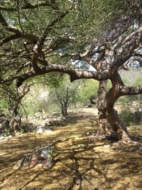 Trees in forest