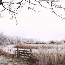 Bare tree on landscape against clear sky