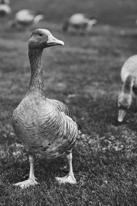 Close-up of duck on field