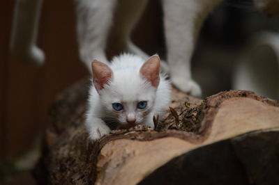 Close-up of kitten looking