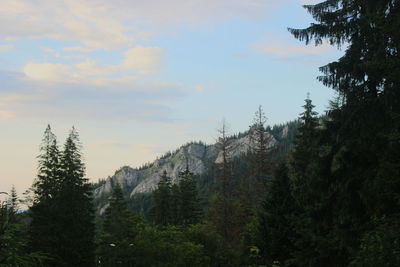 Scenic view of forest against sky