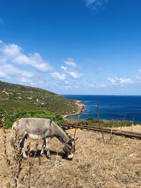 View of a horse in the sea against sky