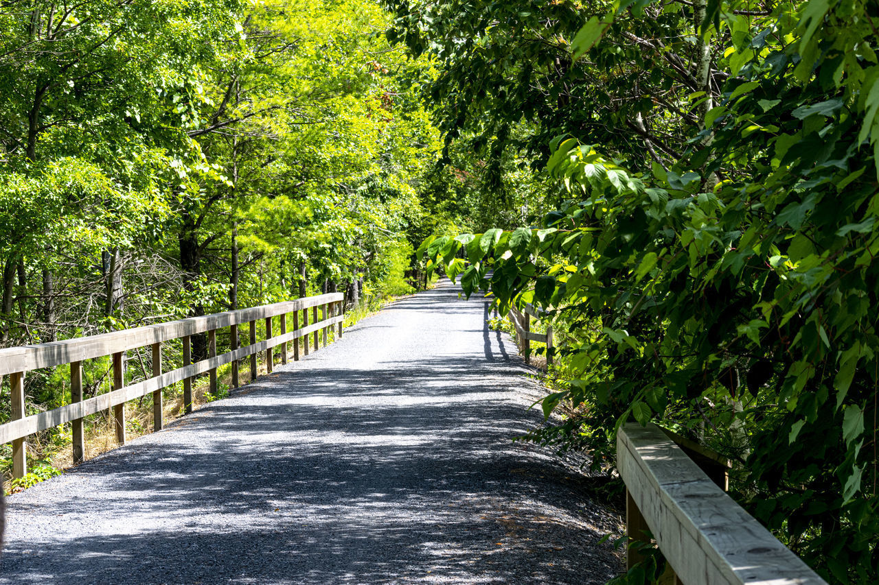 FOOTPATH IN FOREST