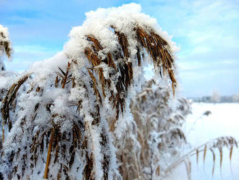 Close-up of snow covered land against sky