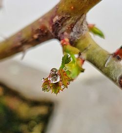 Close-up of grasshopper on branch