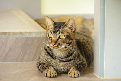 Close-up portrait of cat sitting