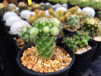 High angle view of succulent plants