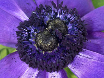 Close-up of purple flowers