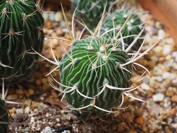 Close-up of cactus