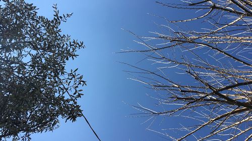 Low angle view of trees against clear blue sky