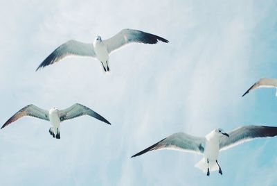 Low angle view of seagulls flying against cloudy sky
