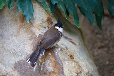 High angle view of bird perching on rock