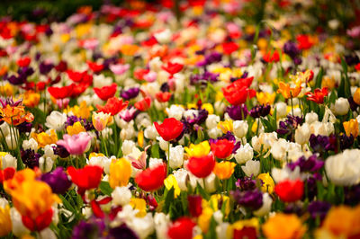 Colorful flowers in field