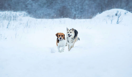 Dog on snow covered field