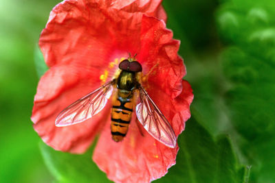 Close-up of butterfly pollinating on red flower