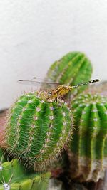 Close-up of insect on plant