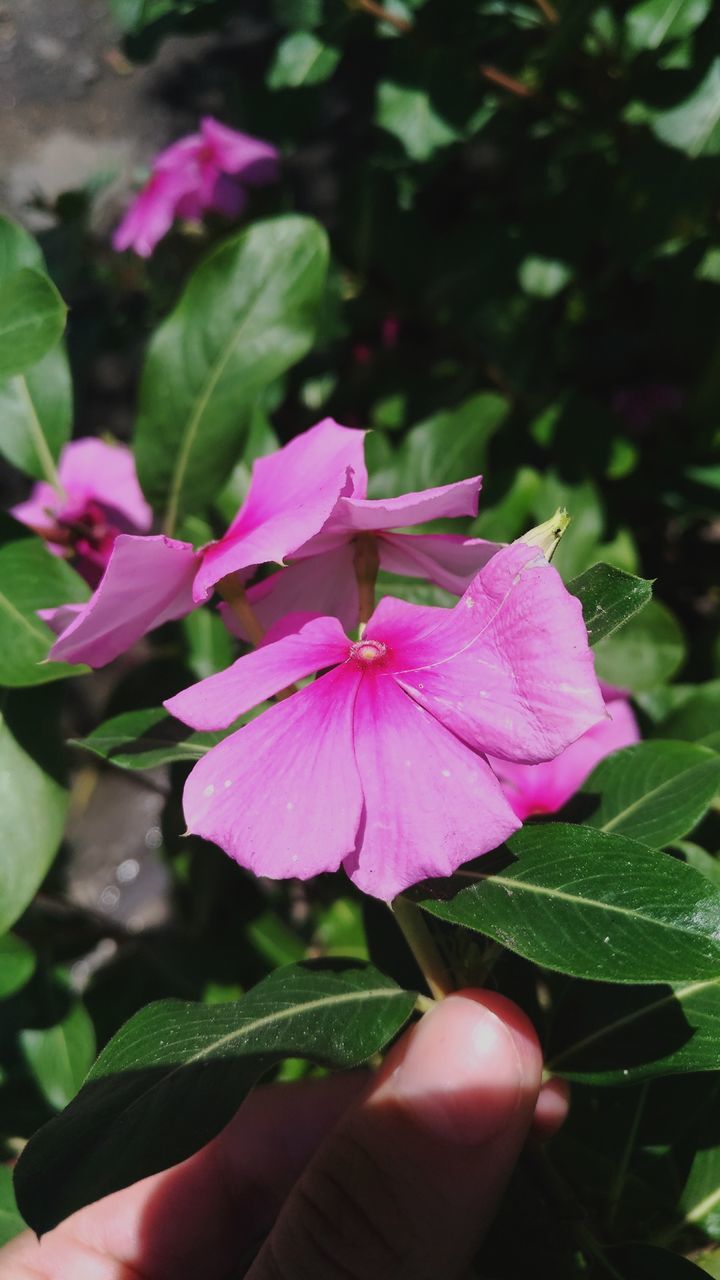 petal, flower, beauty in nature, fragility, nature, pink color, growth, leaf, day, close-up, outdoors, flower head, plant, freshness, periwinkle, human hand