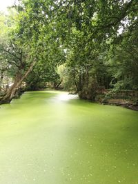 Scenic view of trees in forest